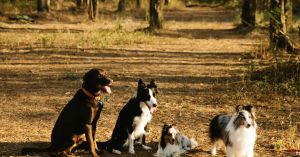 Why Seven Dogs Escaping Captivity Gives Hope to Us All