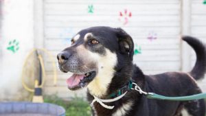 Bonus animali 2026, pubblicato il bando a Pisa: contributi fino a 300 euro