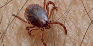 Ramiro Grau Morancho: «Vivir de la sopa boba del Estado»