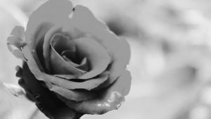 Preminuo novinar i diplomata Zoran S. Popović