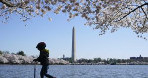 What Trump Might Have Done to the Tidal Basin Beaver Vandals