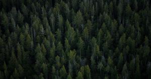 La foreste antiche sono infrastrutture climatiche di altissimo valore. Uno studio