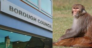 Council receives first application for monkey licence