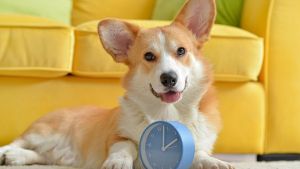 Haben Hunde ein Zeitgefühl? Was der Geruchssinn damit zu tun hat