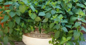 Growing Mint at Home: A Simple Guide for Lush Summer Harvests