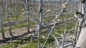 Weiße Obstbäume am Bodensee: Was hinter dem pudrigen Belag steckt