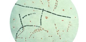 Anthrax‑causing bacteria have dwelled in soil for centuries – cycling through people, animals and earth