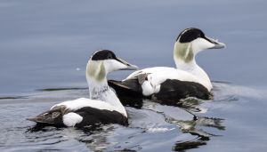 Mer handlingsrom – mindre natur?