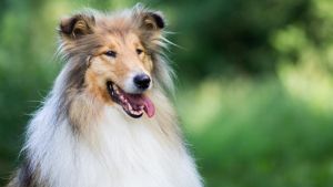 Von Laika bis Lassie: Das sind die 10 berühmtesten Hunde der Geschichte