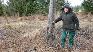 Fluch oder Segen? Warum Biber im Schwarzwald Bauern und Vereine vor Probleme stellen