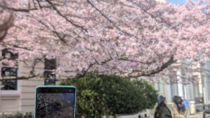 Wenn der Frühling viral geht: Kirschbaum in London lockt Menschenmassen an