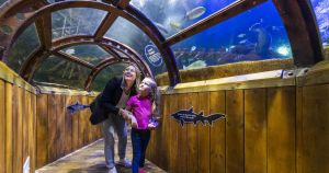 Sea life centre to launch turtle experience