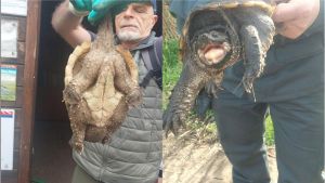 Perché le tartarughe azzannatrici aliene ‘invadono’ la Palude di Torre Flavia (Ladispoli): “Ecco come saranno catturate”