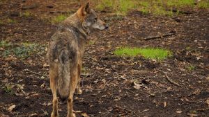 Un lobo muerto sin rastro de disparos reabre el debate sobre el uso de veneno en Asturias