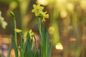 Håp om vår og bedre tider