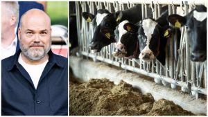 Holch Povlsens landbrugsselskab lider milliontab efter masseslagtning af besætni...