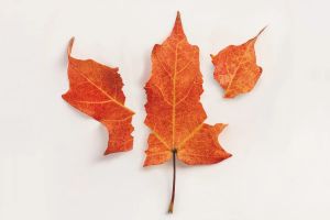 Here’s what it would take for a province to lawfully separate from Canada