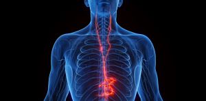 Vagus nerve stimulation shows promise as a way to counter Alzheimer’s disease‑ and age‑related memory loss