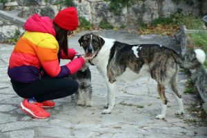Studija otkriva: Veza između pasa i ljudi datira više od 15.000 godina