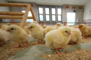 Påskekyllingen som forsvant