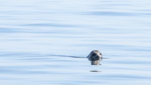 Kalastus | Lukijalta: Myös hylkeiden suojelijoiden pitäisi kantaa vastuunsa