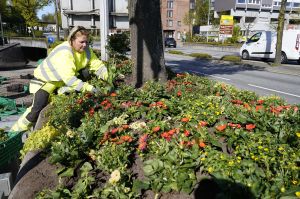 Ikke ta fra oss blomstene i Kannik!