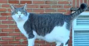 Cat carried away from home after climbing into back of ASDA delivery van