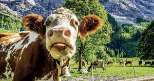 Bio Austria: Streit um Bio-Lizenzen