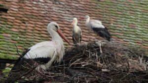 Sorge um Storchenküken am Affenberg unbegründet: Kälte macht den Tieren (noch) nichts