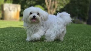 Schiacciato dal suv il maltese Gin: era la mascotte del quartiere scolastico