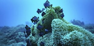 What does China’s host bid mean for the High Seas Treaty?