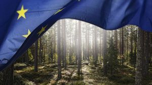 Politiikka | Yliö: Nyt tarvitaan keskustelua metsäartiklan liittämisestä EU:n perussopimukseen