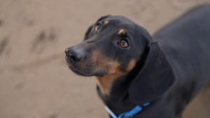 Pas je postao čovekov najbolji prijatelj mnogo ranije nego što se mislilo: naučnici