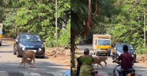 Watch | Vehicles Wait as Mother Deer Feeds Fawn at IIT Madras Campus