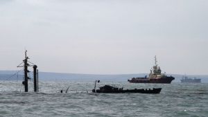 Делфините в Черно море измират, войната нанася непоправим 