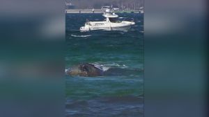 Eine Lehre aus der Wal-Rettung: Anpacken, es geht doch!