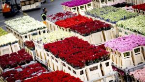 Oorlog raakt FloraHolland nauwelijks, bedrijf verwacht weer winst