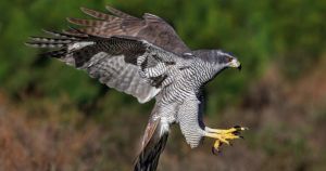 Last chance to see 'very rare' raptor in Norfolk approaches