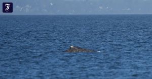 Der Wal ist motiviert!