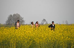 Mustard bloom attracts tourists to Kashmir villages