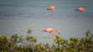 Bonaire vraagt ‘snelle hulp’ van Nederland om stijgende prijzen