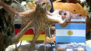 Wal, Eisbär, Krake - diese Tierschicksale haben uns berührt