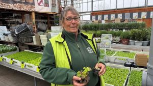 So gelingt das perfekte Beet: Zehn Tipps von Profigärtnern für den Start in den Gartenfrühling