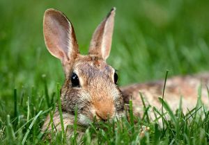 The rabbit in the grass