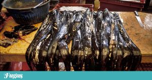 Frita ou grelhada? É a pergunta, quando se almoça uma posta de peixe-espada