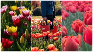 Tulipani, i 5 campi dove ammirare le bellissime fioriture in Emilia-Romagna