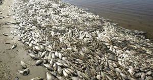 Golfo de México, muerto en el Misisipi (EEUU); no matemos nuestro Acuario del Mundo