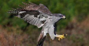 5 rare birds you might spot in Norfolk this spring