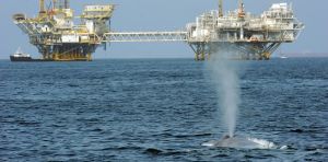 Trump’s ‘God Squad’ pits energy vs. endangered species, but it’s a false choice – protecting wildlife can be good for business