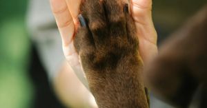 Dogs, Cats, and Other Nonhumans Are Not 'Just Animals'